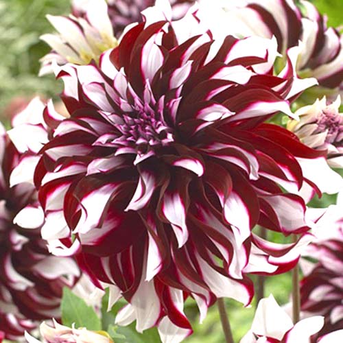 Георгина Тартан изображение 1 артикул 70381