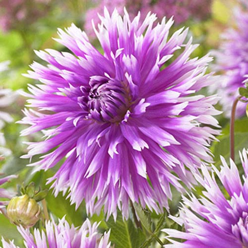 Георгина Тейбл дансер изображение 1 артикул 70382