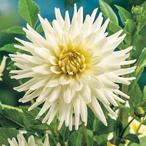 Георгина Вайт Стар изображение 1 артикул 76430