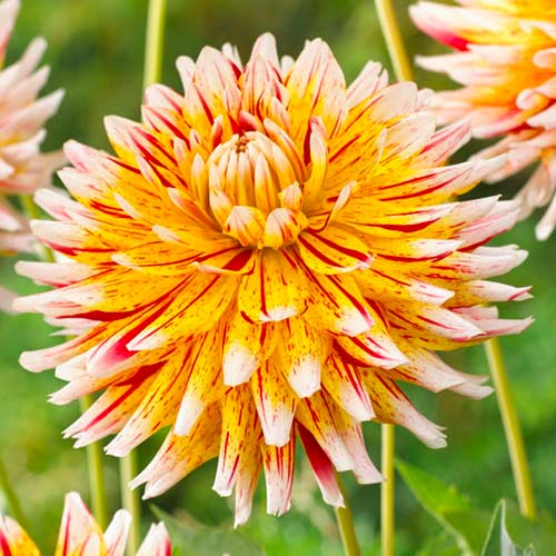 Георгина Вайнсом изображение 1 артикул 70481