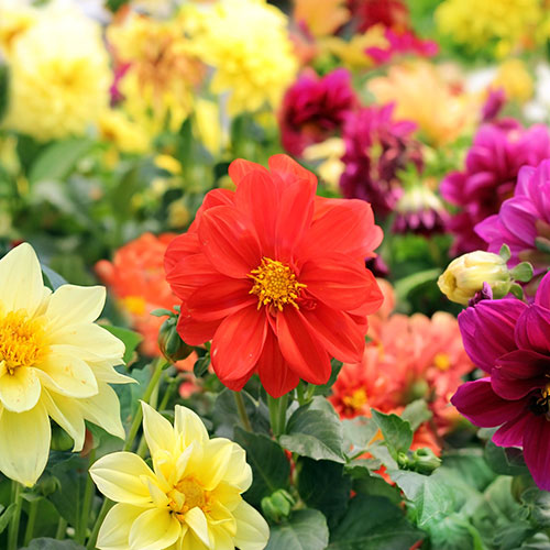 Георгина Веселые ребята, смесь окрасок Premium Seeds изображение 1 артикул 83899