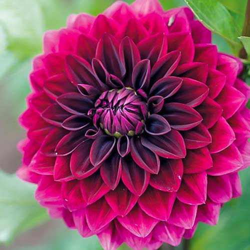 Георгина Ву Ду изображение 1 артикул 76561