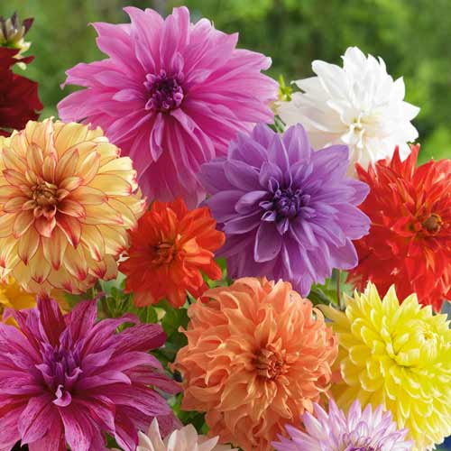 Георгина Декоративная, микс изображение 1 артикул 76415