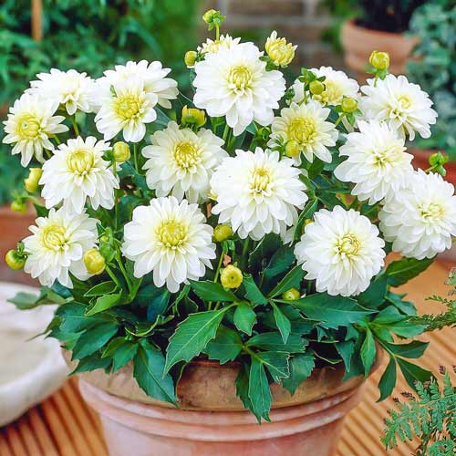 Георгины гибридные Карлсон Вайт изображение 1 артикул 74079