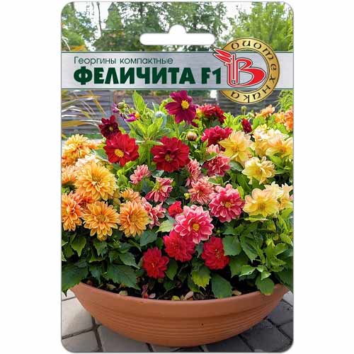Георгины компактные Феличита F1 Биотехника изображение 1 артикул 40421