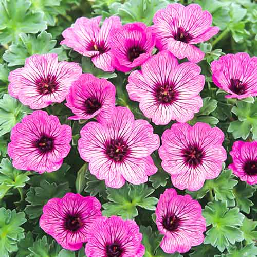 Герань Балерина изображение 1 артикул 68652