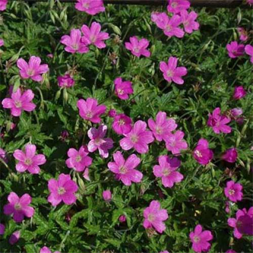 Герань Бехолдерс Ай артикул фото 1 Герань Бехолдерс Ай изображение 1 артикул 01326