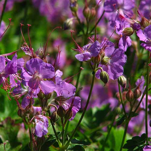 Герань Кембридж артикул фото 1 Герань Кембридж изображение 1 артикул 01329