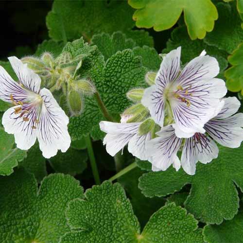 Герань Ренарда артикул фото 1 Герань Ренарда изображение 1 артикул 01330