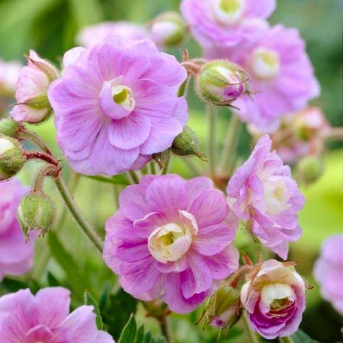 Герань луговая Саммер Скайс изображение 1 артикул 76242