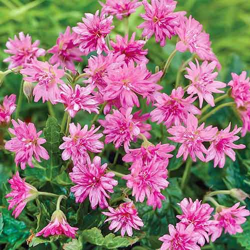 Герань Сауткомб Дабл изображение 1 артикул 76070