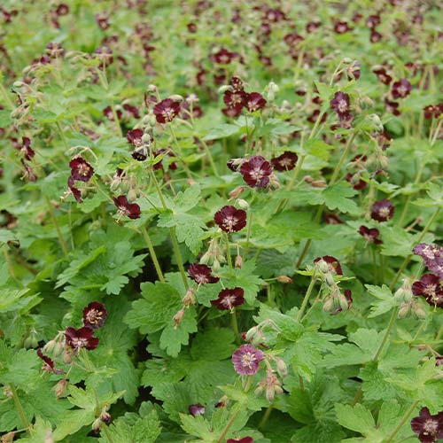 Герань темно-бурая изображение 1 артикул 01334