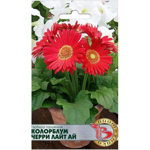 Гербера горшечная Колорблум Черри Лайт Ай Биотехника изображение 1 артикул 82688