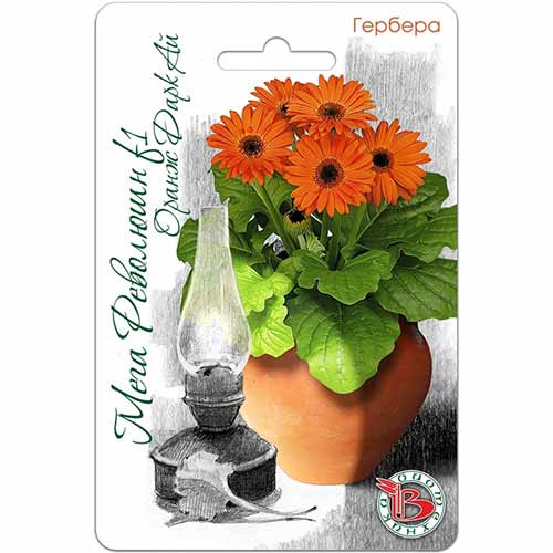 Гербера горшечная Мега Революшн Оранж Дарк Ай F1 Биотехника изображение 1 артикул 74973