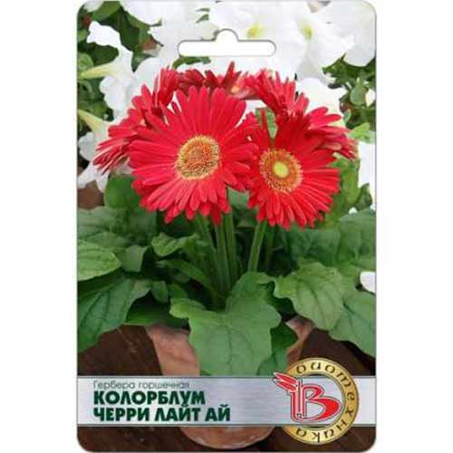 Гербера Мега Революшн Роз Вит Лайт Ай F1 Биотехника изображение 1 артикул 74974