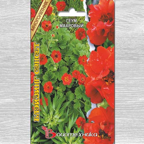 Геум махровый Блэйзинг Сансет изображение 1 артикул 74799