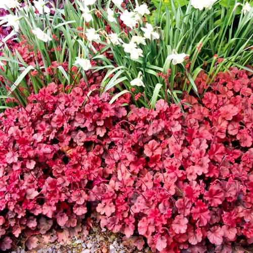 Гейхера Черри Кола изображение 1 артикул 68648