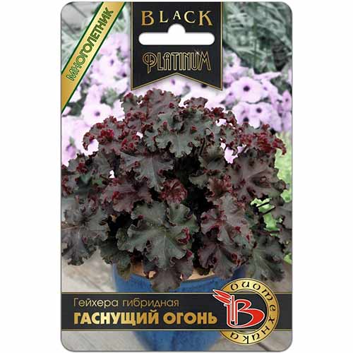 Гейхера гибридная Гаснущий огонь Биотехника изображение 1 артикул 74076