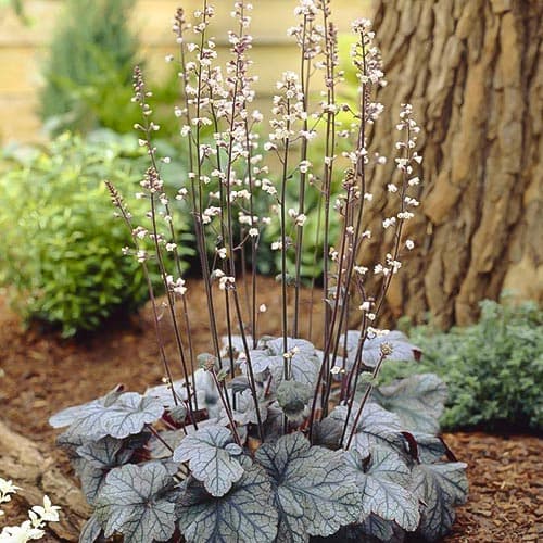 Гейхера Сильвер Скроллс изображение 1 артикул 76274