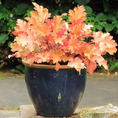 Гейхера Мармелад изображение 1 артикул 68647