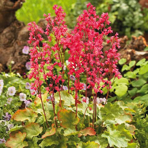 Гейхера Плю де Фо изображение 1 артикул 76559