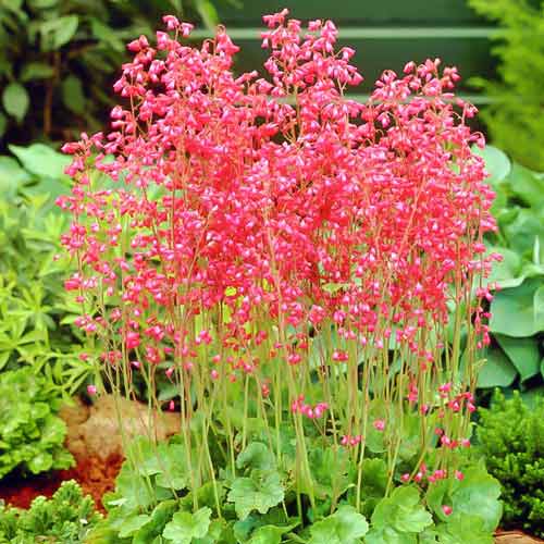 Гейхера Руби Беллс изображение 1 артикул 68871