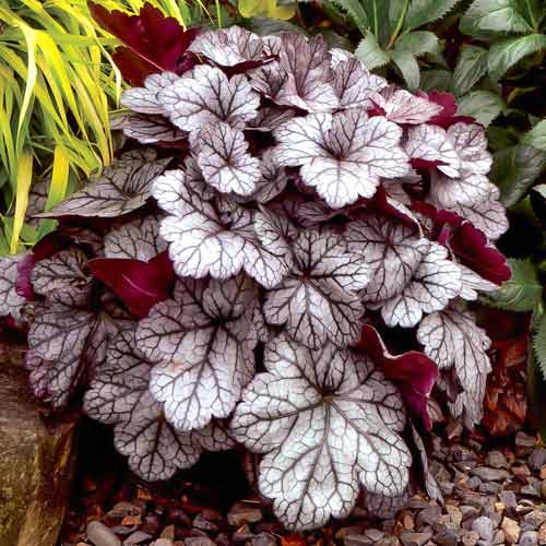 Гейхера Вельвет Найт изображение 1 артикул 68645