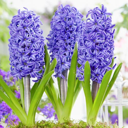 Гиацинт Атлантик изображение 1 артикул 67581