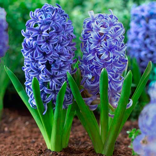 Гиацинт Блю Джекет изображение 1 артикул 67357