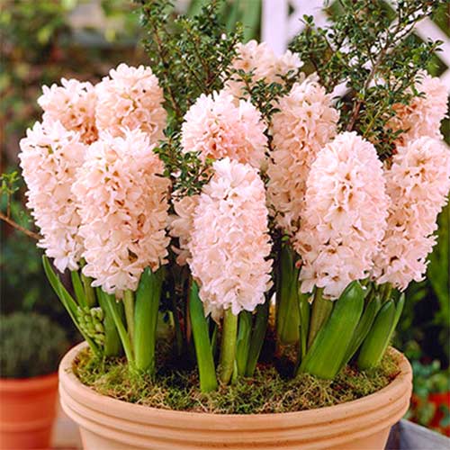 Гиацинт Чайна Пинк изображение 1 артикул 67595