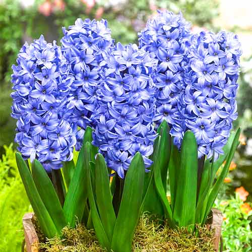 Гиацинт Делфт Блю изображение 1 артикул 67359