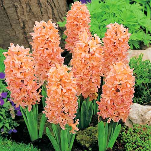 Гиацинт Джипси Квин изображение 1 артикул 67585