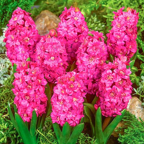 Гиацинт Холлихок изображение 1 артикул 68056