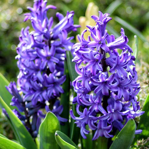 Гиацинт Изабелла изображение 1 артикул 67589