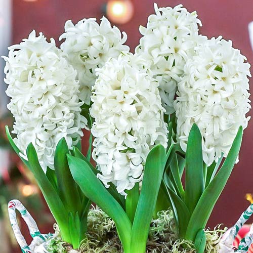 Гиацинт Лувр изображение 1 артикул 68009