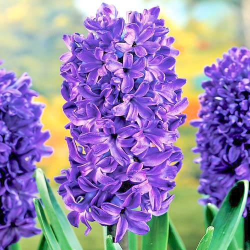 Гиацинт Мария изображение 1 артикул 67588