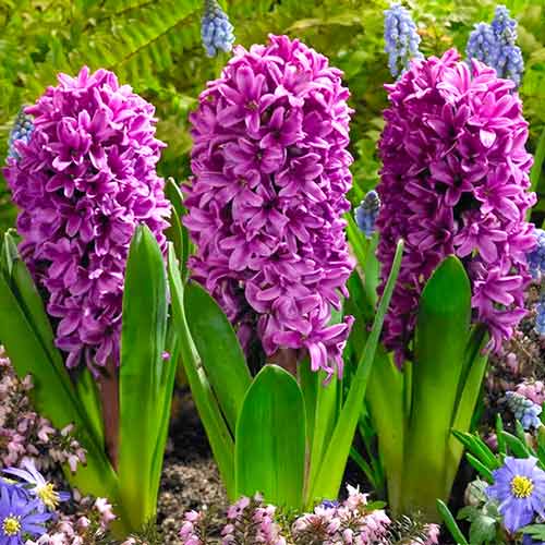 Гиацинт Мисс Сайгон изображение 1 артикул 67592