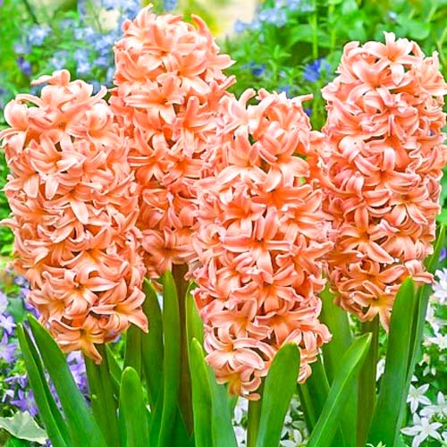 Гиацинт Одиссей изображение 1 артикул 68010