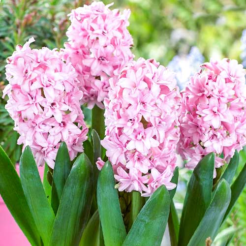 Гиацинт Пинк Сюрпрайз изображение 1 артикул 68008