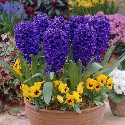 Гиацинт Питер Стивенсон изображение 1 артикул 70270