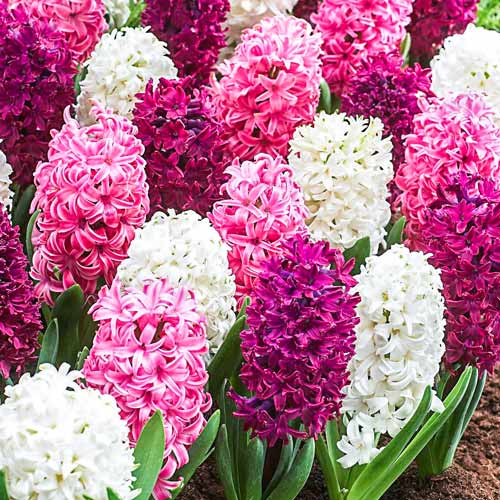 Гиацинт Сальса Дуо, микс изображение 1 артикул 68011