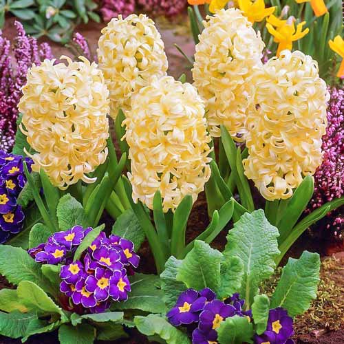 Гиацинт Сити Оф Харлем артикул фото 1 Гиацинт Сити Оф Харлем изображение 1 артикул 67594