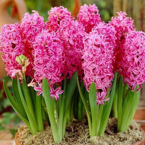 Гиацинт Виолет Перл изображение 1 артикул 67583