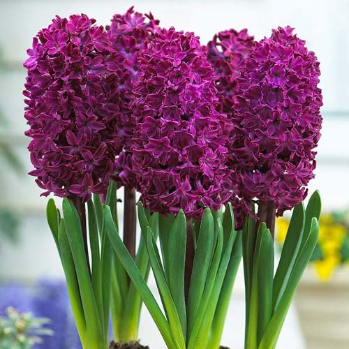 Гиацинт Вудсток изображение 1 артикул 67584