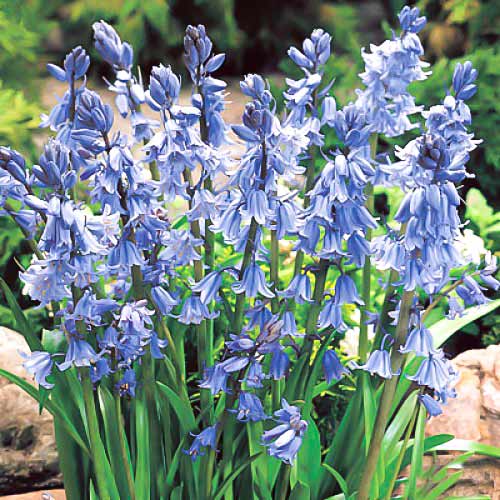 Гиацинтоидес Блю артикул фото 1 Гиацинтоидес Блю изображение 1 артикул 67367