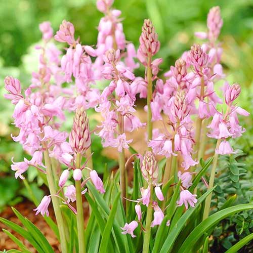 Гиацинтоидес Пинк изображение 1 артикул 70208