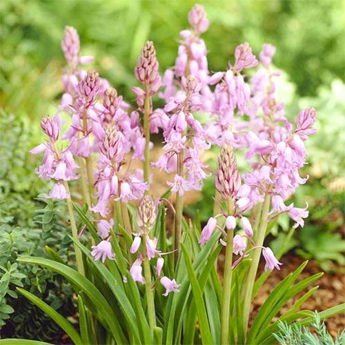 Гиацинтоидес Розеа изображение 1 артикул 67597