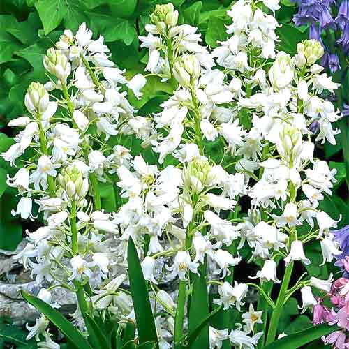 Гиацинтоидес Вайт артикул фото 1 Гиацинтоидес Вайт изображение 1 артикул 67370