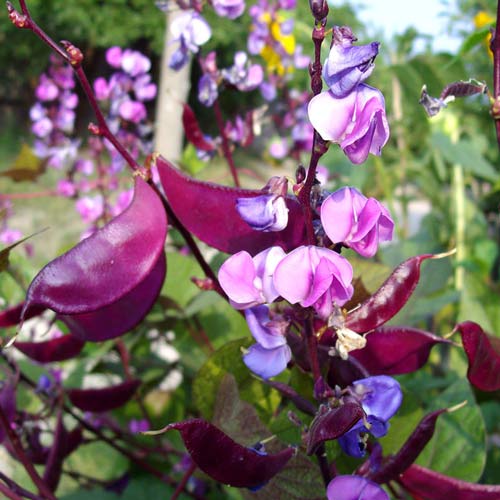 Гиацинтовые бобы Доличис артикул фото 1 Гиацинтовые бобы Доличис изображение 1 артикул 74283