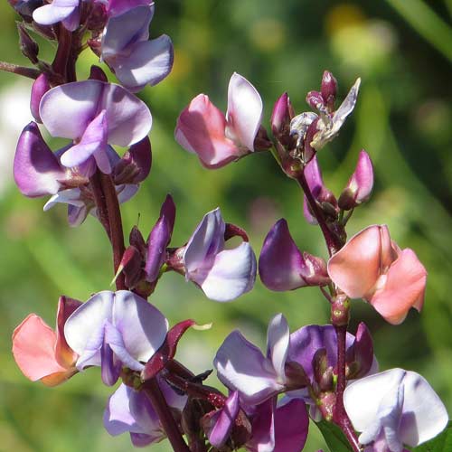 Гиацинтовые бобы (Лобия) изображение 1 артикул 74286